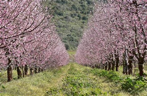 pink cherry italy